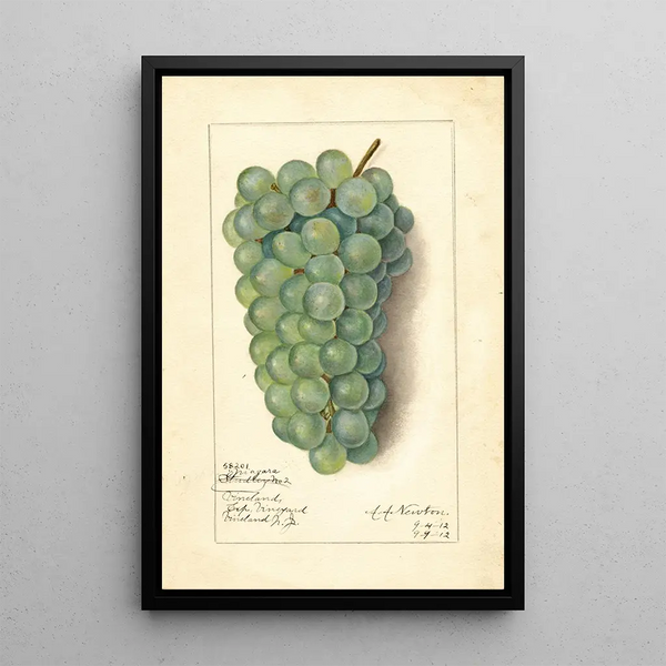 Vitis Niagara - Amanda Almira Newton — gerahmtes Bild an der Wand