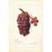 Vitis No - Amanda Almira Newton — Ansicht des Kunstwerks