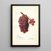 Vitis No - Amanda Almira Newton — gerahmtes Bild an der Wand