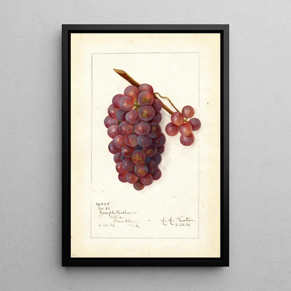 Vitis No - Amanda Almira Newton — gerahmtes Bild an der Wand