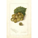 Vitis Scuppernong - Amanda Almira Newton — Ansicht des Kunstwerks