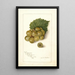 Vitis Scuppernong - Amanda Almira Newton — gerahmtes Bild an der Wand