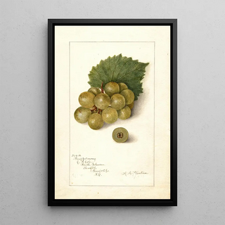 Amanda Almira Newton - Vitis Scuppernong.webp