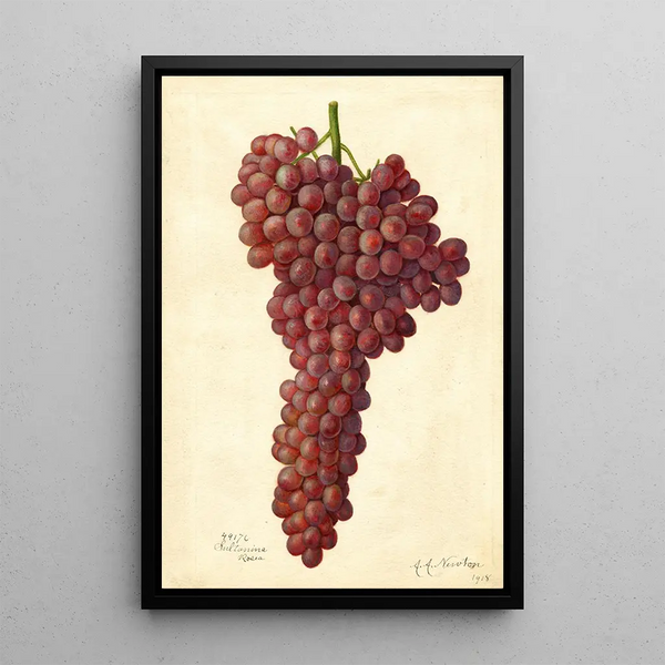 Reproduktion des Gemäldes Vitis Sultanina Rosea - Amanda Almira Newton