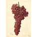 Reproduktion des Gemäldes Vitis Sultanina Rosea - Amanda Almira Newton