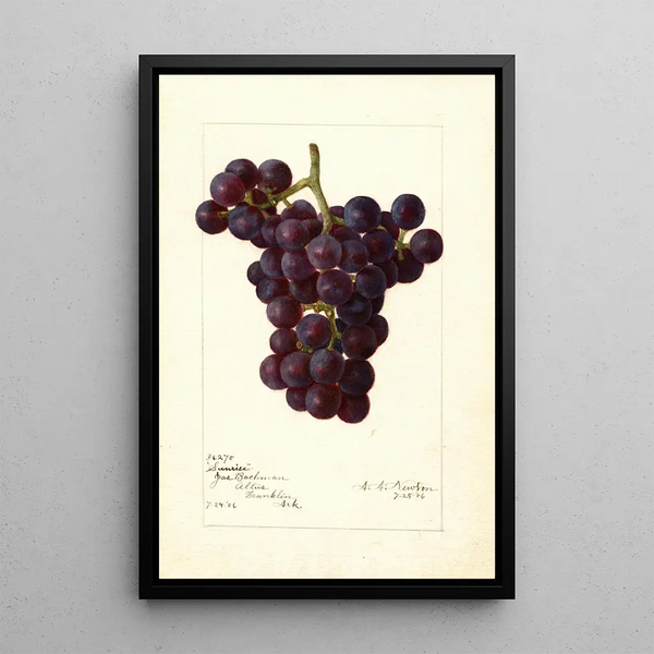 Reproduktion des Gemäldes Vitis Sunrise - Amanda Almira Newton