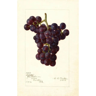 Amanda Almira Newton - Vitis Sunrise.webp
