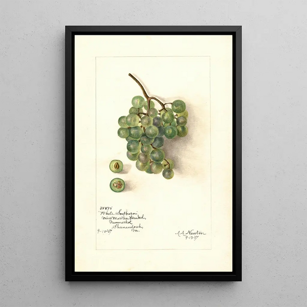 Reproduktion des Gemäldes Vitis White Southern - Amanda Almira Newton