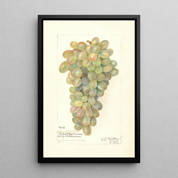 Vitis - Amanda Almira Newton — gerahmtes Bild an der Wand