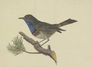 Ambrosius Gabler - Blaukehlchen auf einem Kiefernzweig sitzend nach links.webp