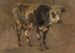Stier - André Plumot — Ansicht des Kunstwerks