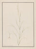 Tête d'Eragrostis - Andrew Fyfe — Ansicht des Kunstwerks