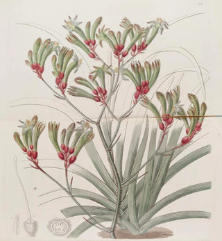 Anigozanthus à deux couleurs et cheveux jaunes - Sydenham Edwards