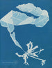 Alaria esculenta - Anna Atkins — Ansicht des Kunstwerks