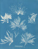 Bryopsis plumosa - Anna Atkins — Ansicht des Kunstwerks