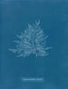 Rose de Callithamnion - Anna Atkins — Ansicht des Kunstwerks