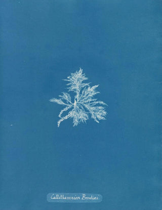 Anna Atkins - Callithamnion Brodii.webp