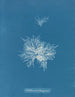 Callithamnion tetragonum - Anna Atkins — Ansicht des Kunstwerks