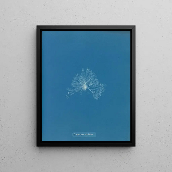 Anna Atkins - Ceramium strictum.webp