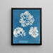 Knusprige Muschel - Anna Atkins — gerahmtes Bild an der Wand