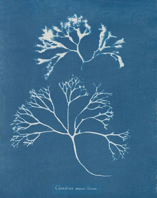 Anna Atkins - Chondrus mamillosus.webp