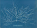 Chordaria flagelliformis - Anna Atkins — Ansicht des Kunstwerks