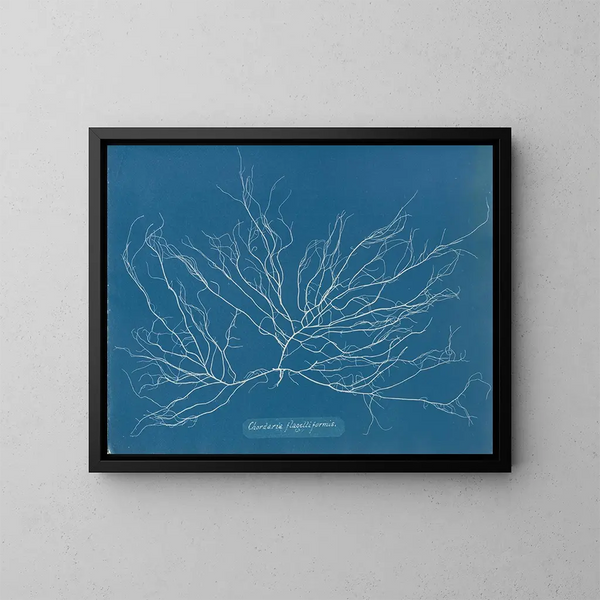 Chordaria flagelliformis - Anna Atkins — gerahmtes Bild an der Wand