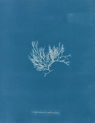 Anna Atkins - Chylocladia articulata.webp
