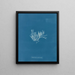 Chylocladia articulé - Anna Atkins — gerahmtes Bild an der Wand