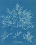 Chylocladia clavellosa - Anna Atkins — Ansicht des Kunstwerks