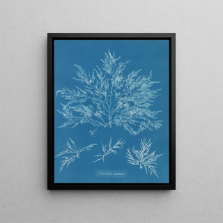Anna Atkins - Chylocladia clavellosa.webp
