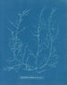Chylocladia kaliformis in den Früchten - Anna Atkins — Ansicht des Kunstwerks