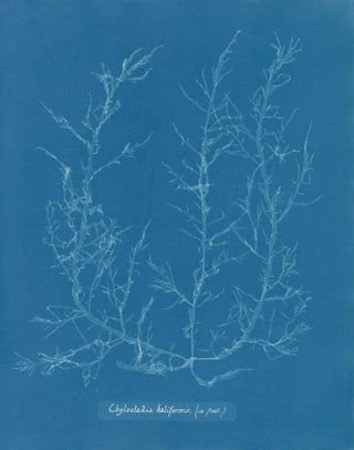 Anna Atkins - Chylocladia kaliformis in fruit.webp