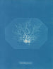 Chylocladia petite - Anna Atkins — Ansicht des Kunstwerks