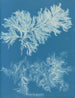 Vergleichs-Gemälde dünn - Anna Atkins — Ansicht des Kunstwerks