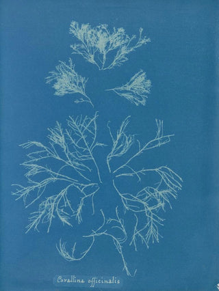 Anna Atkins - Corallina officinalis.webp