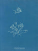 Korallen-Skalen - Anna Atkins — Ansicht des Kunstwerks