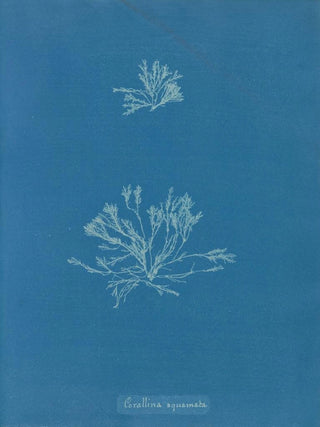 Anna Atkins - Corallina squamata.webp