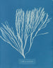 Couverts multifida - Anna Atkins — Ansicht des Kunstwerks