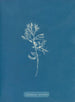 Cystoseira ericoides - Anna Atkins — Ansicht des Kunstwerks