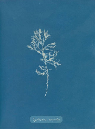 Anna Atkins - Cystoseira ericoides.webp