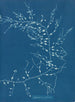 Cystoseira fibrosa - Anna Atkins — Ansicht des Kunstwerks