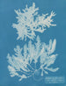 Delesseria sinuosa marge ciliée a du fruit - Anna Atkins — Ansicht des Kunstwerks
