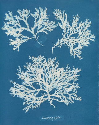 Anna Atkins - Delesseria alata.webp