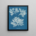 Delesseria ailée - Anna Atkins — gerahmtes Bild an der Wand