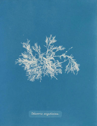 Anna Atkins - Delesseria angustissima.webp