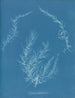 Delesseria hypoglossum - Anna Atkins — Ansicht des Kunstwerks
