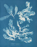 Delesseria sanguinea - Anna Atkins — Ansicht des Kunstwerks