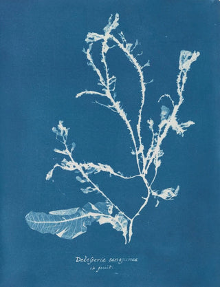 Anna Atkins - Delesseria sanguinea in fruit.webp