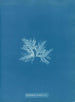 Delesseria sinuosa var. - Anna Atkins — Ansicht des Kunstwerks